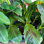 Banánovník (Banana sikkimensis) ´RED TIGER´ - výška 30-40 cm, C2L (-20°C)